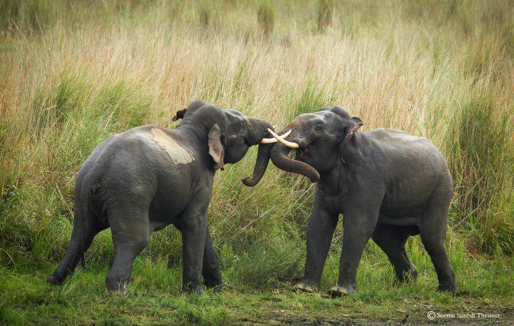 seema 1 elephant fight